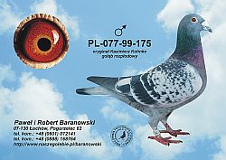 pl-077-99-175-c.jpg